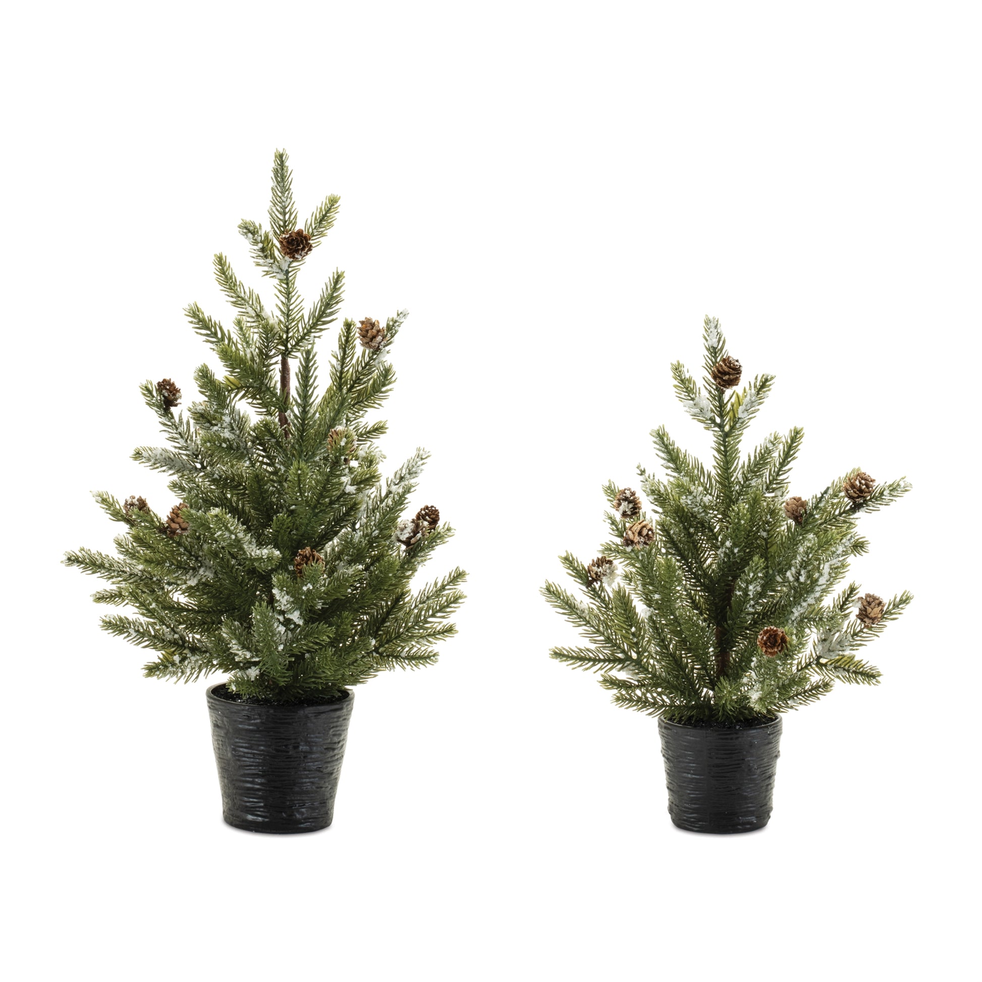 Potted Mini Pine Trees (Multiple Sizes)