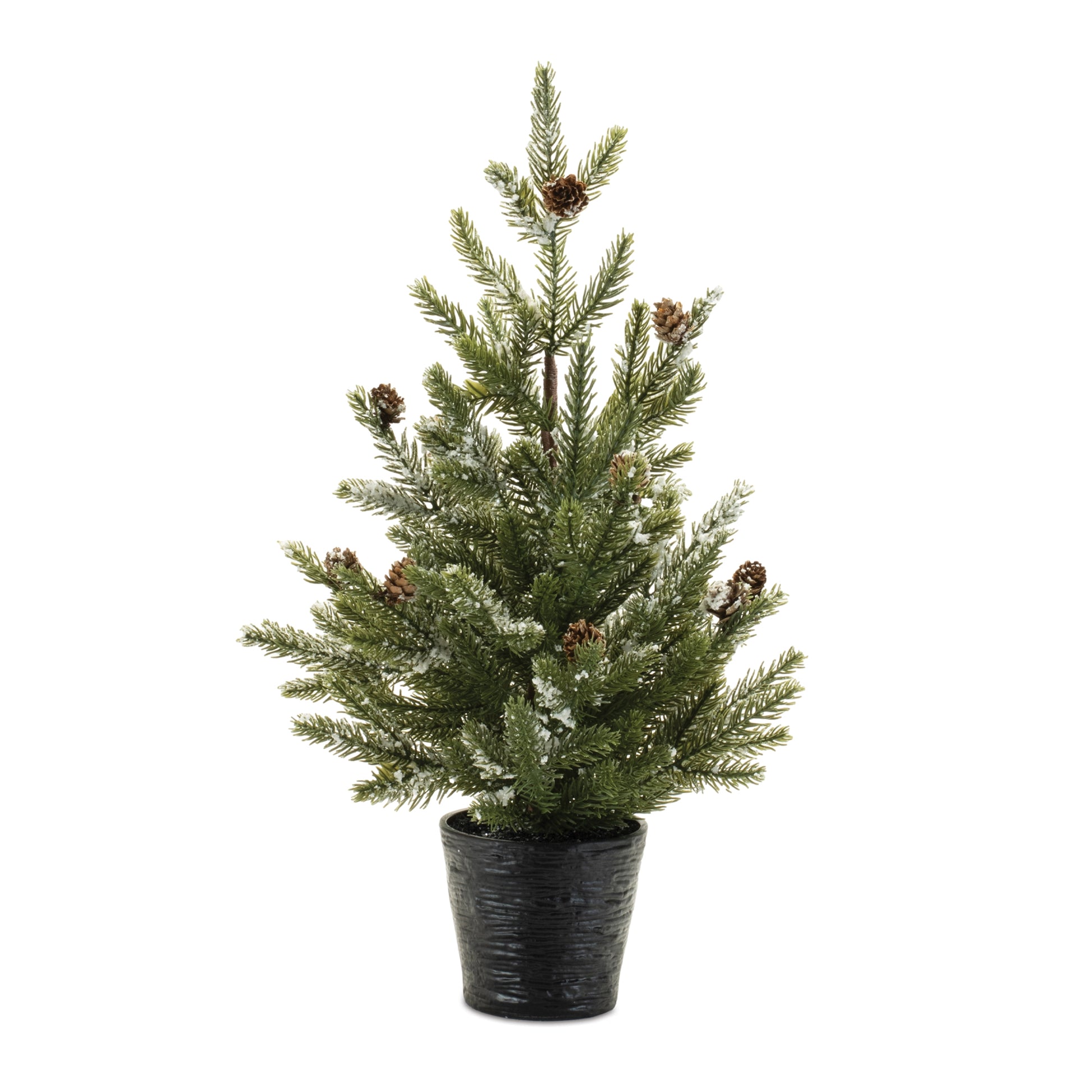 Potted Mini Pine Trees | Large