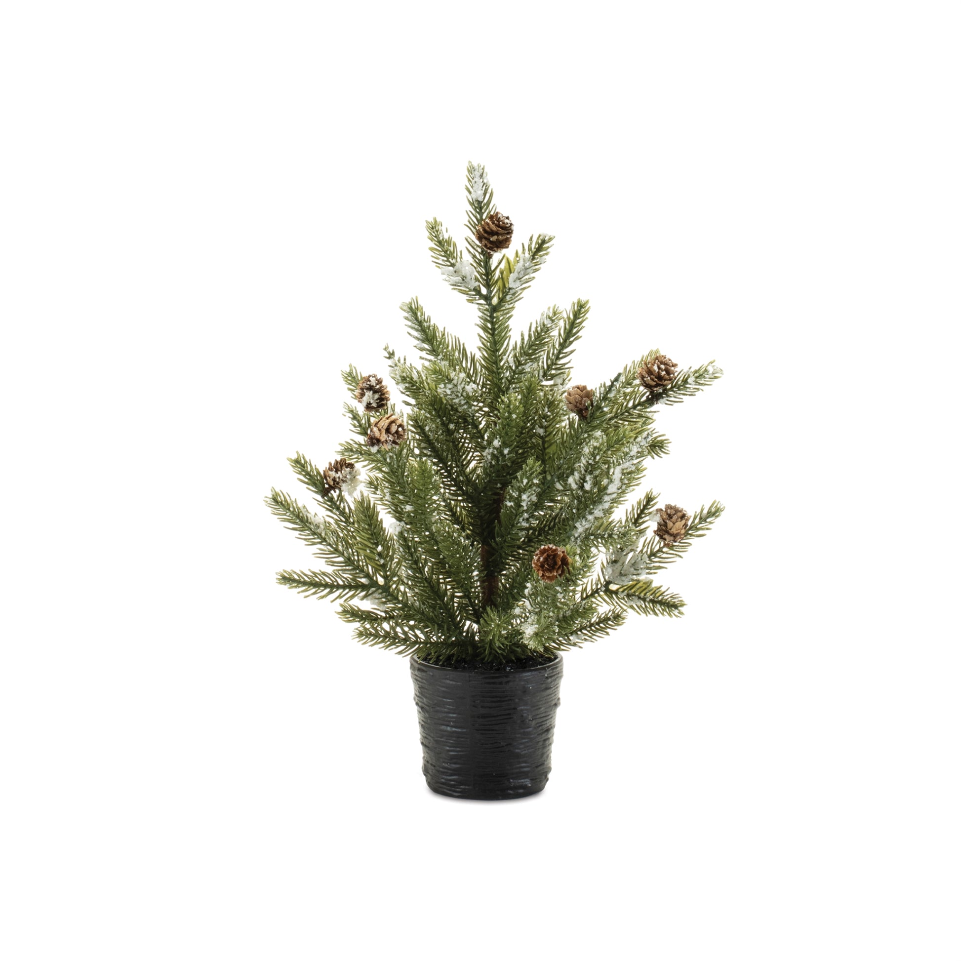 Potted Mini Pine Trees | Small